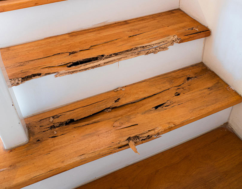 Eliminar termitas en escaleras de madera en Zaragoza