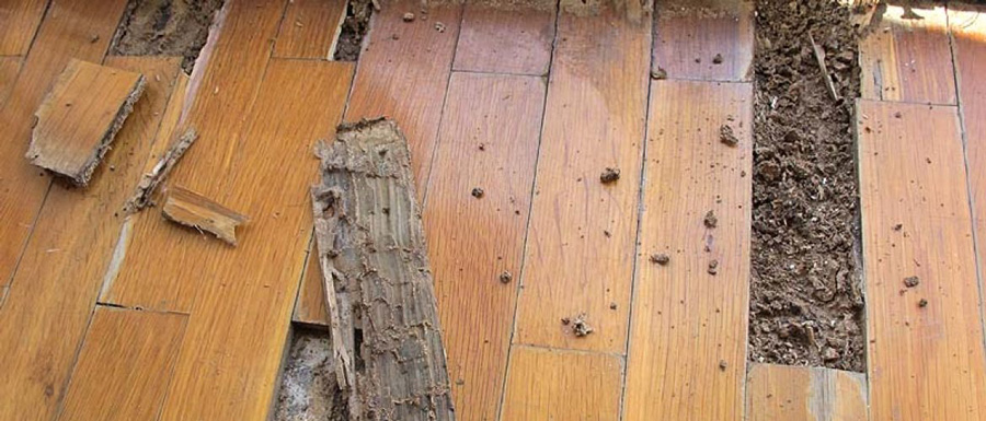 Inspección de plaga de termitas en la madera en Zaragoza